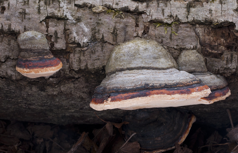 Fomitopsis pinicola